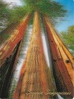 Impact Photographics 3D Postcard Towering Redwoods